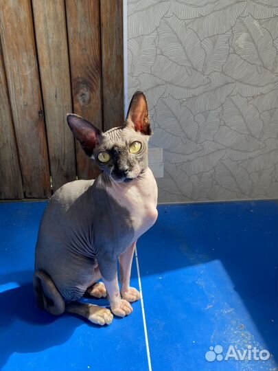 Канадский сфинкс