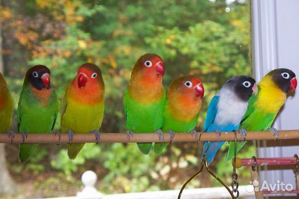 Попугай неразлучники