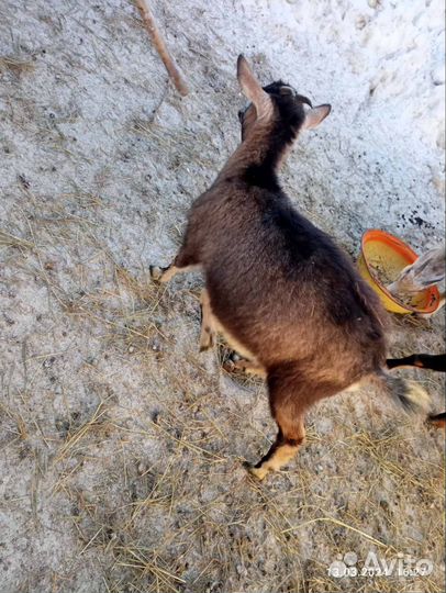 Козлята, козы