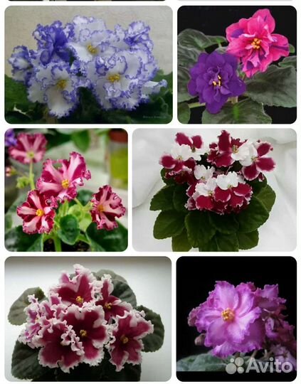 Фиалки.Белопероне.Адениум 3г
