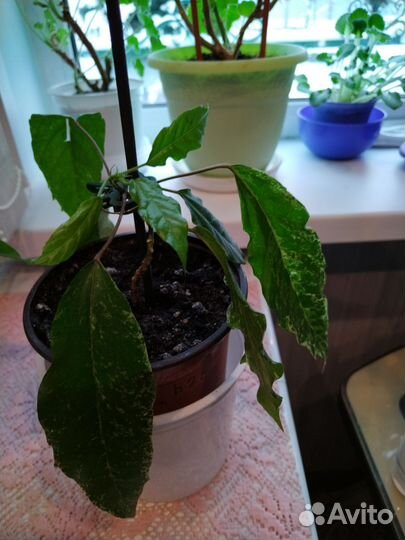 Комнатные цветы