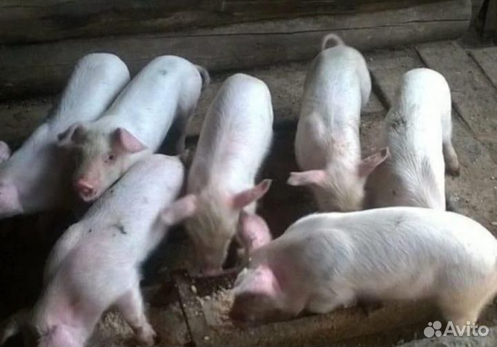 Поросята ландрас дюрок