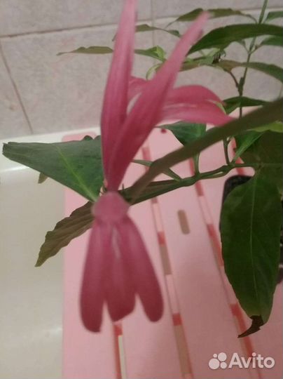 Якобиния нодозе цветок