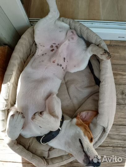 Вязка Джек Рассел