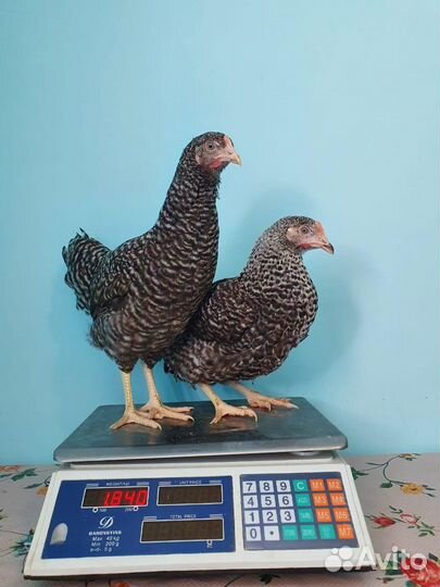 Куры Несушки