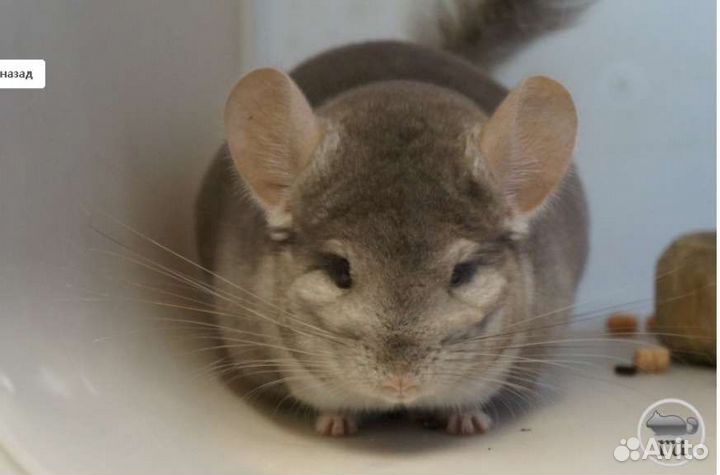 Шиншиллы из питомника