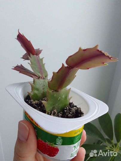 Декабрист красный и белый