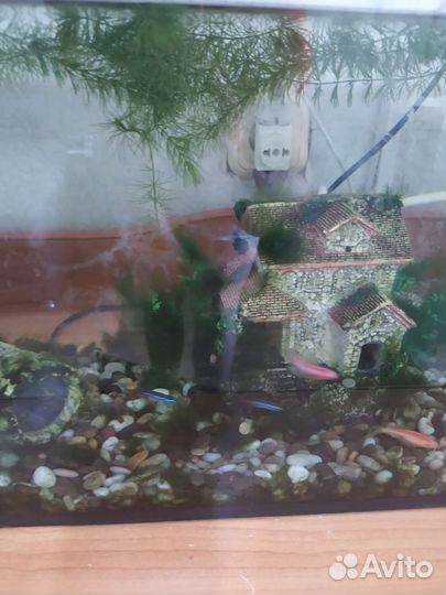 Аквариумные рыбки отдам бесплатно