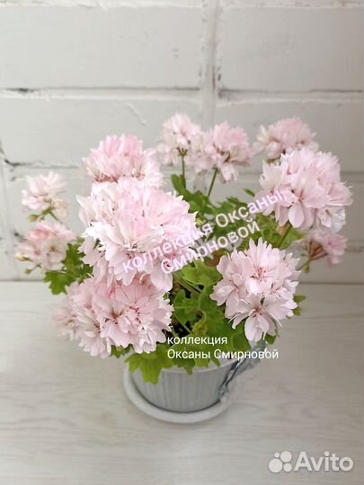 Герань пеларгония