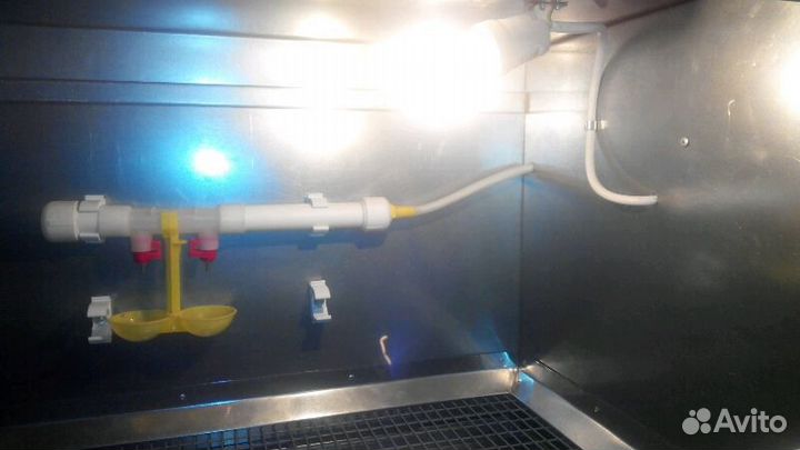 Брудер для цыплят