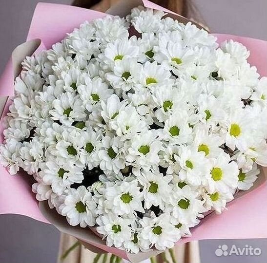 Хризантема