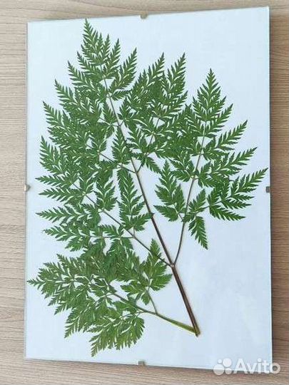 Интерьерный гербарий