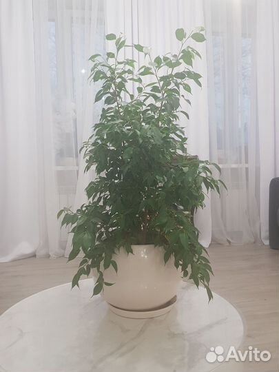 Фикус Бенджамина