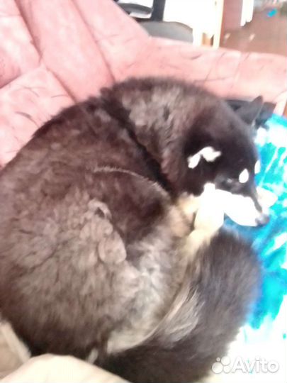 Сибирский хаски