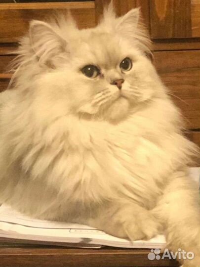 Кот на вязку персидской шиншиллы