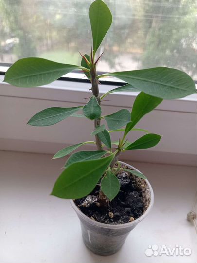 Молочай Миля