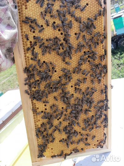 Матки плодные ф1 карника материал Кирхайн