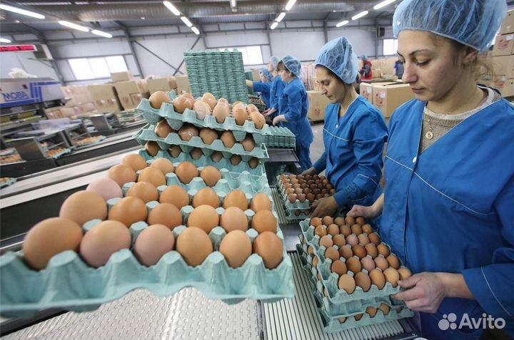 Вахта на птицефабрике с высокой заработной платой