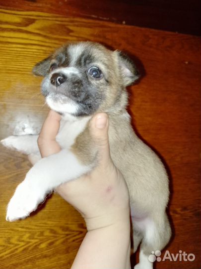 Отдам в добрые руки