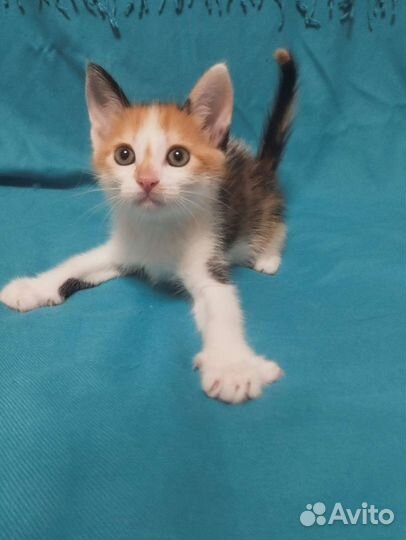 Котенок девочка Гэрри