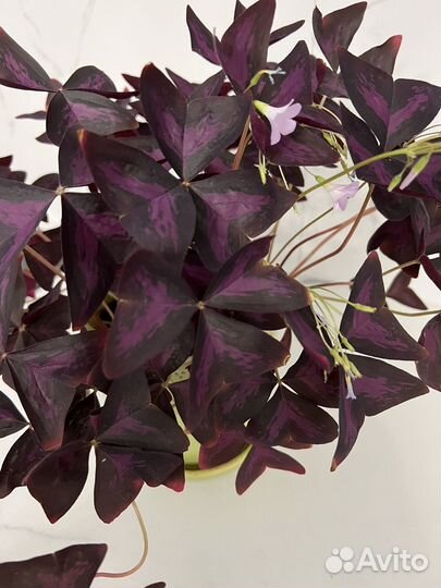 Оксалис фиолетовый, кислица