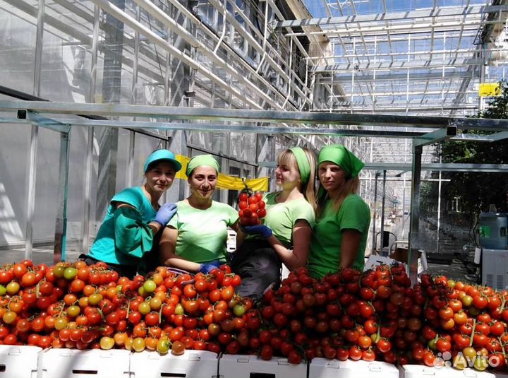 Вахта- Сортировщик помидор в тепл. комплекс Москвы