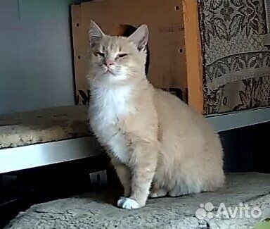 Котик Рыжик
