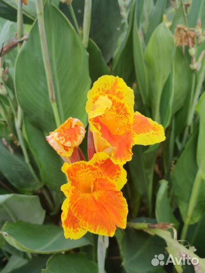 Семена Канны сортовые/разные расцветки