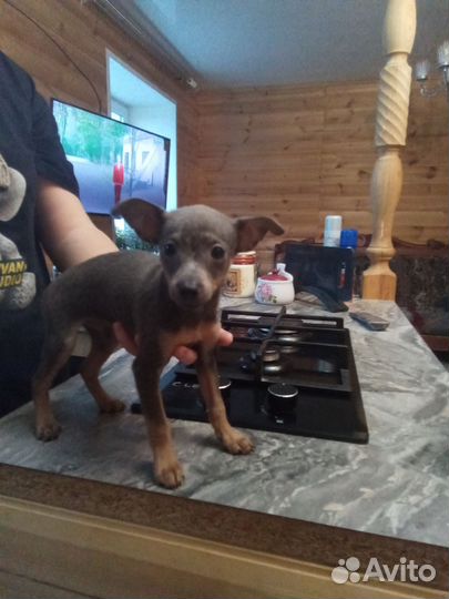 Мини той-терьер