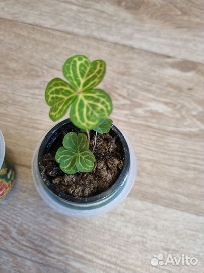 Кислица оксалис