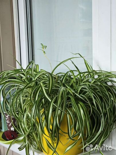 Хлорофитум кудрявый бонни вариегатный