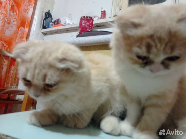 Шотландская вислоухая