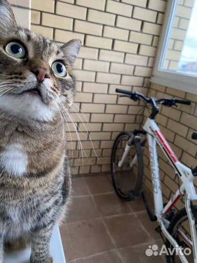 Велосипед Forward Quadro 817