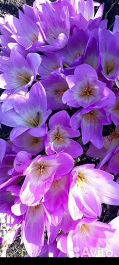 Редкие луковичные