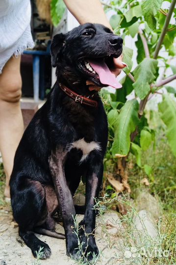 Собака благодарная в дар