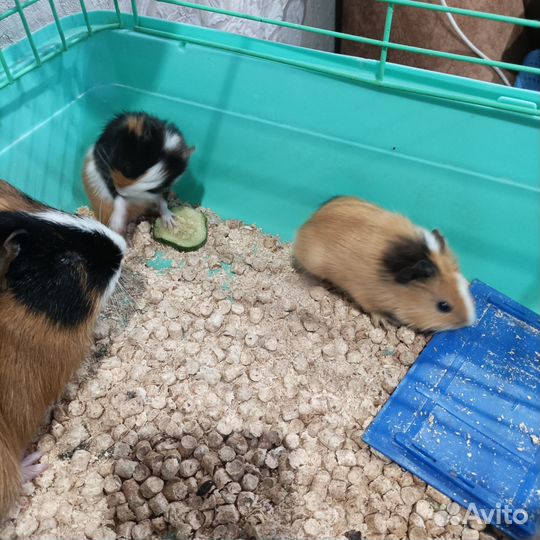Морские свинки
