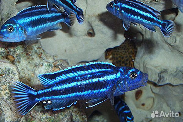 Малавийские цихлиды