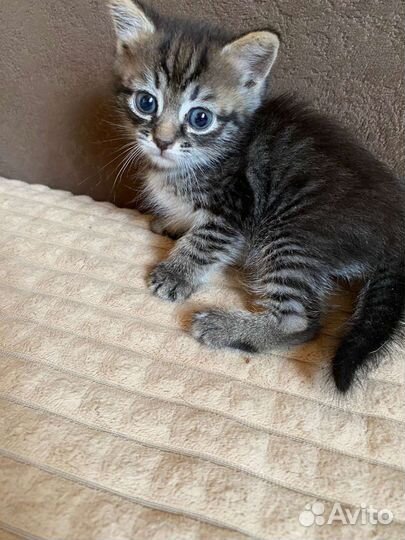 Котята
