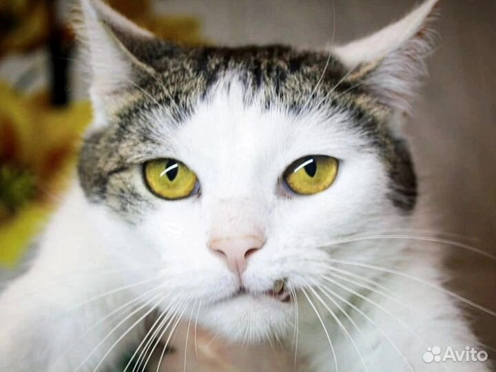 Кот Павлик ищет Человека