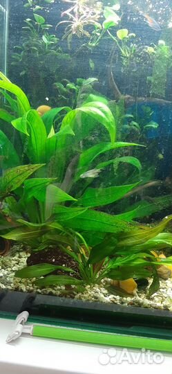 Водоросли для аквариума