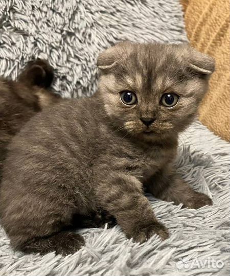 Шотландская вислоухая