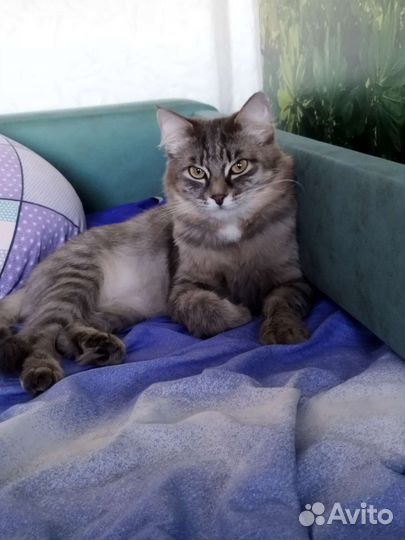 Кошка в дар