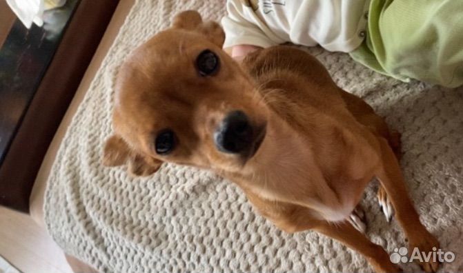 Вязка той-терьер девочка