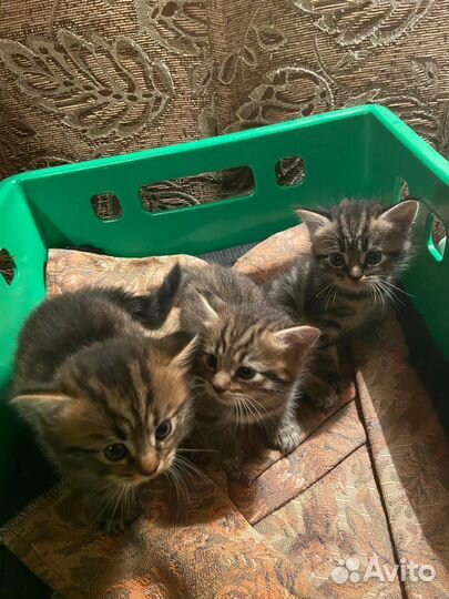 Котята в добрые руки