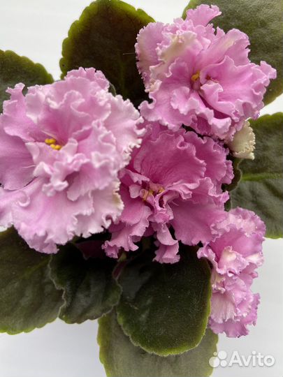 Сортовые фиалки