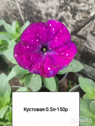 Петуния ампельная рассада