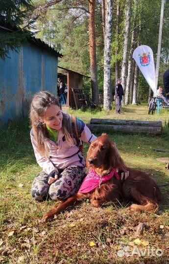 Выгул собак