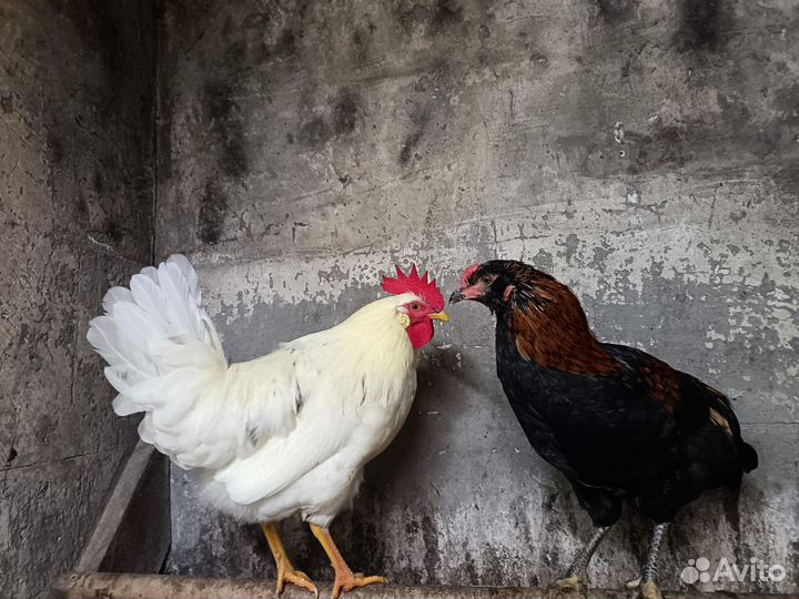 Молодые петухи