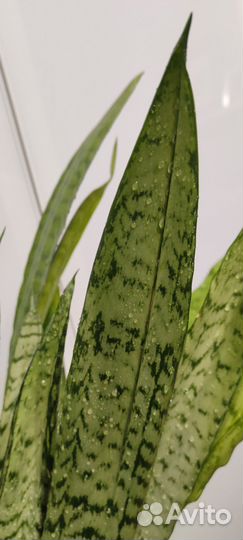 Сансивиерия