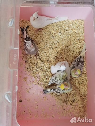 Птенцы кореллы выкормыши бронирование